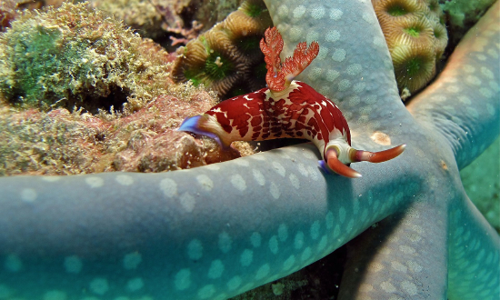  Nembrotha lineolata (Sea Slug)